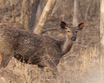 panna_002 Panna National Park