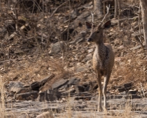 panna_050 Panna National Park