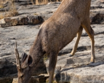 panna_051 Panna National Park