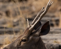 panna_053 Panna National Park