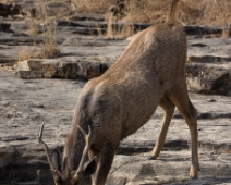 panna_055 Panna National Park