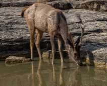 panna_056 Panna National Park