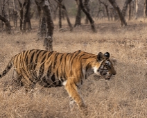 Panna National Park