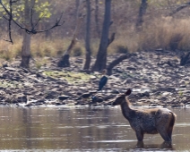 panna_095 Panna National Park