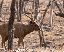 panna_101 Panna National Park