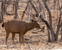 panna_102 Panna National Park