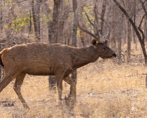 panna_103 Panna National Park