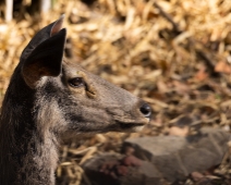 panna_104 Panna National Park