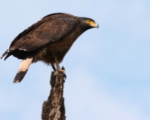 Rajaji National Park, India