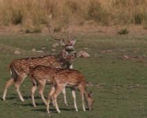 ranthambore_axis_03