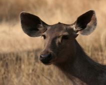 ranthambore_sambar_02