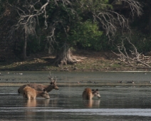 ranthambore_sambar_03