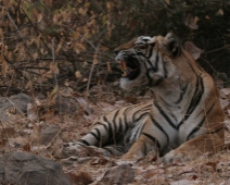 ranthambore_tiger_05