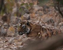 ranthambore_tiger_06