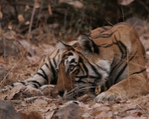 ranthambore_tiger_07