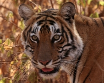 Ranthambore National Park, India