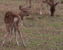 ranthambore_axis_02