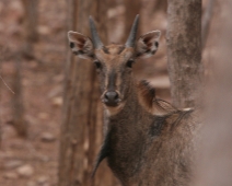 ranthambore_bluebull_01