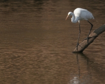 ranthambore_hager_01