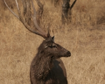 ranthambore_sambar_01