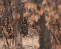 ranthambore_tiger_01