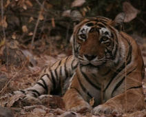 ranthambore_tiger_02