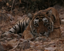 ranthambore_tiger_04