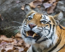 Sanjay Dubri Tiger Reserve