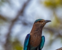 sanjay_055 Indian Roller