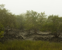 Sunderbans002