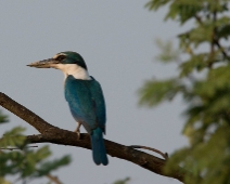 Sunderbans013