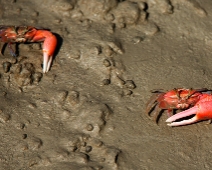 Sunderbans016