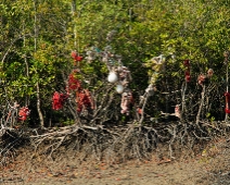 Sunderbans018