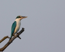 Sunderbans026