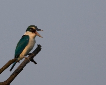 Sunderbans027