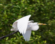 Sunderbans035