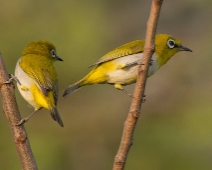 Sunderbans012