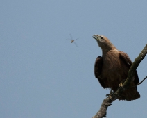 Sunderbans017