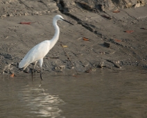 Sunderbans021