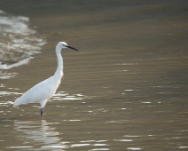 Sunderbans023