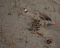 Sunderbans033