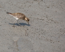 Sunderbans034