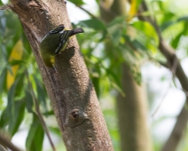 Sunderbans037