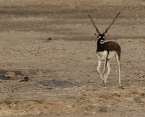 rajasthan_004 Besoarantilop