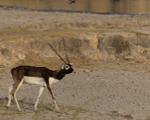 rajasthan_005 Besoarantilop