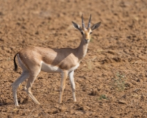 rajasthan_008 Chinkara - Indisk gasell