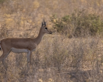 rajasthan_009 Chinkara - Indisk gasell