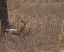 rajasthan_010 Chinkara - Indisk gasell