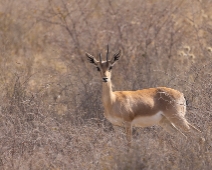 rajasthan_011 Chinkara - Indisk gasell