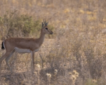 rajasthan_012 Chinkara - Indisk gasell